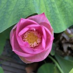IMG_2894